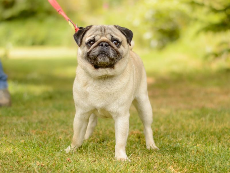 Pugsley for sale in Kenilworth, Warks