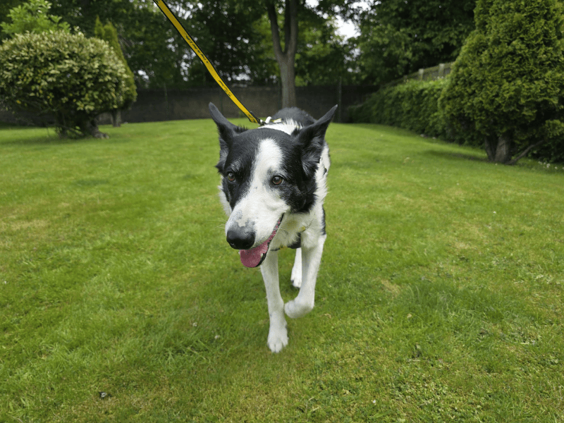 Border Collie for adoption in , – 11 years old - Image 6 of 10