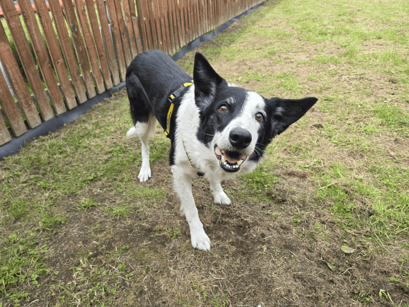 Border Collie for adoption in , – 11 years old - Image 7 of 10