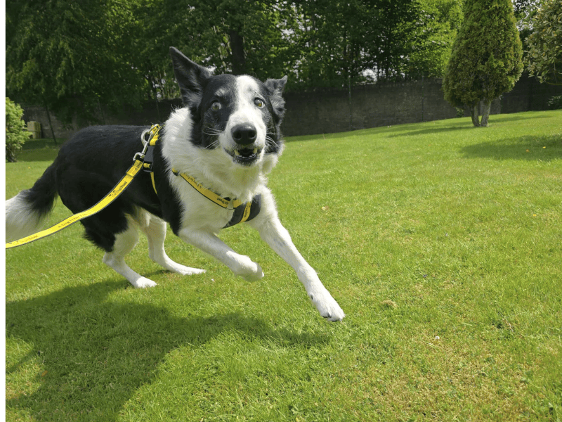 Border Collie for adoption in , – 11 years old - Image 8 of 10