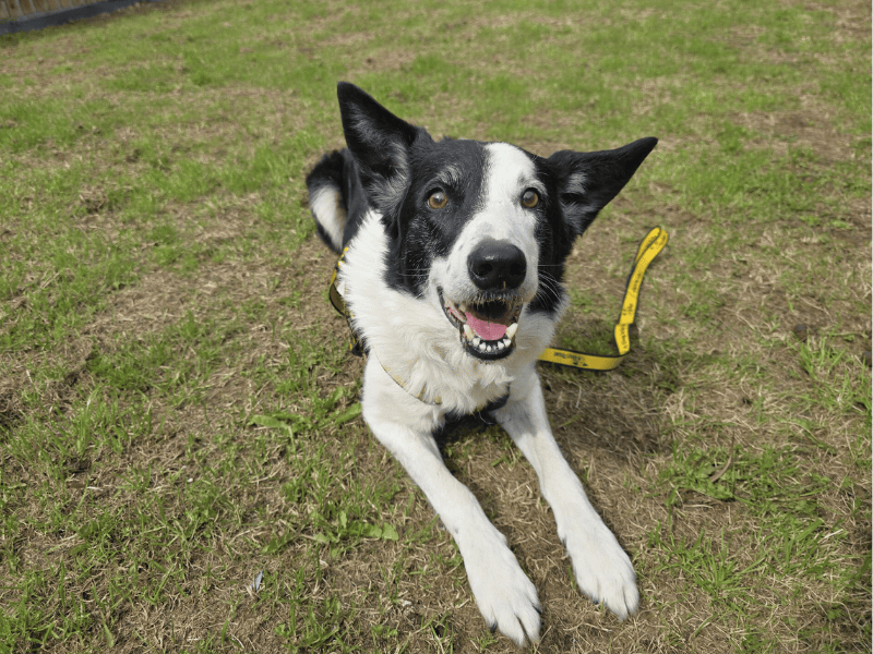 Border Collie for adoption in , – 11 years old - Image 5 of 10