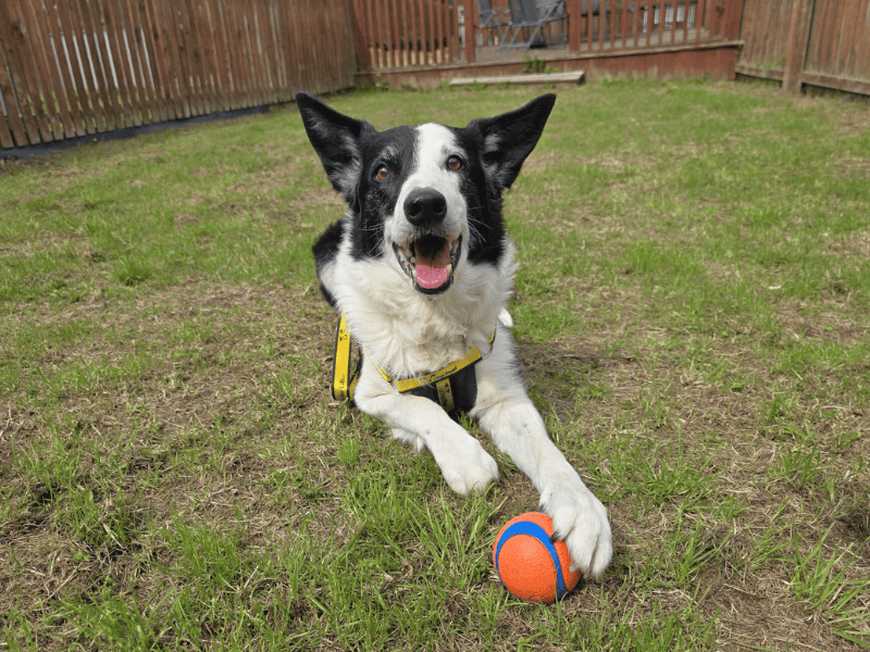 Border Collie for adoption in , – 11 years old - Image 9 of 10