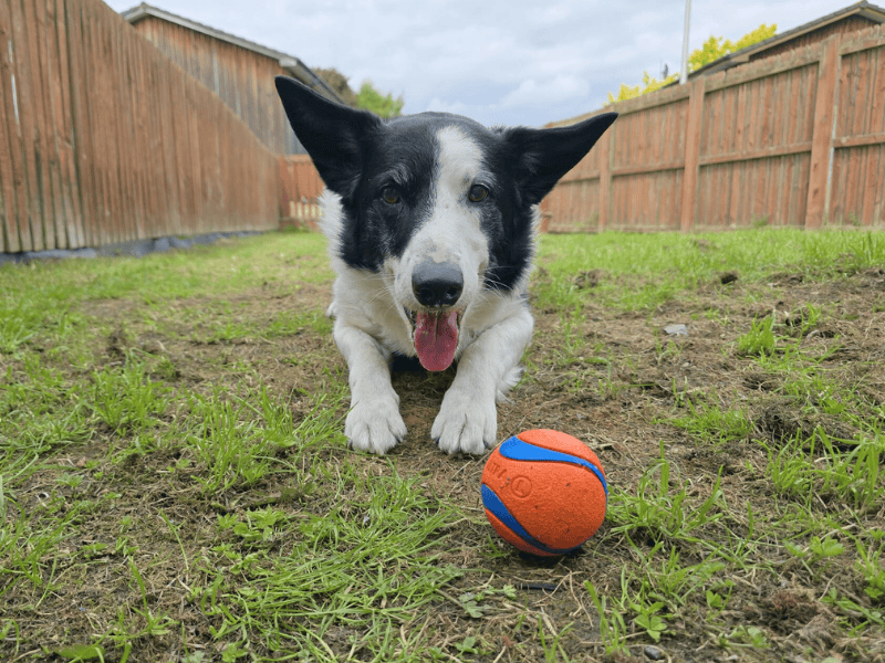 Buster for sale in , | Image 3