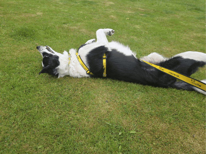 Border Collie Dogs And Puppies For Adoption
