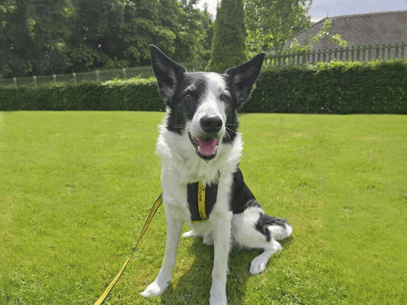 Buster | Collie (Border) | Dundee rehoming - 1