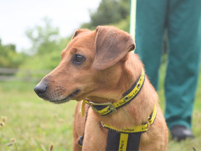 Dachshund for adoption in Uxbridge, London – 3 years old