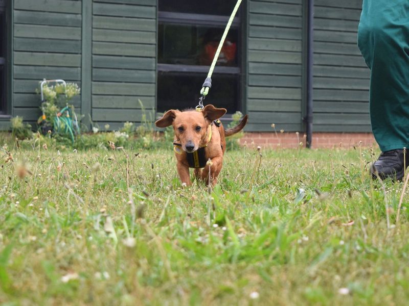 Dachshund for adoption in Uxbridge, London – 3 years old - Image 5 of 5