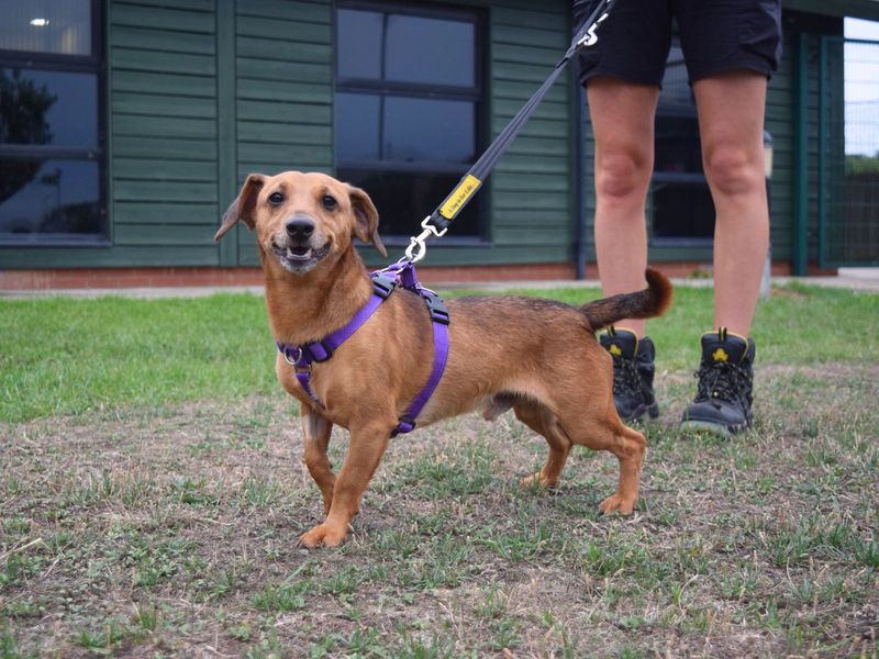 Dachshund for adoption in Uxbridge, London – 3 years old - Image 3 of 5