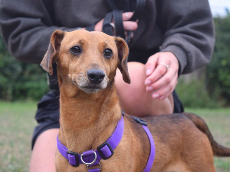 Dachshund for adoption in Uxbridge, London – 3 years old - Image 4 of 5