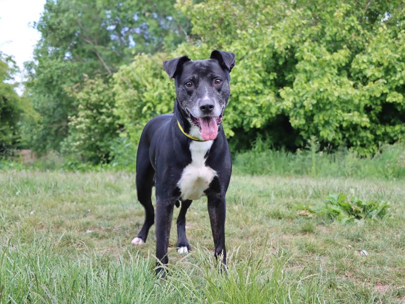 Staffordshire Bull Terrier for adoption in Sadberge, Co Durham – 8 years old - Image 4 of 4