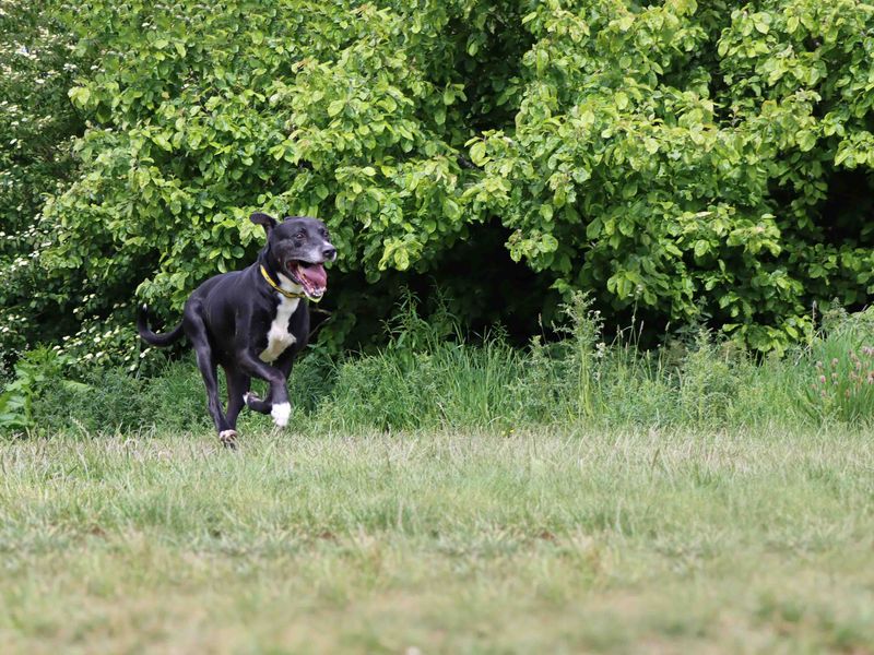 Staffordshire Bull Terrier for adoption in Sadberge, Co Durham – 8 years old - Image 2 of 4