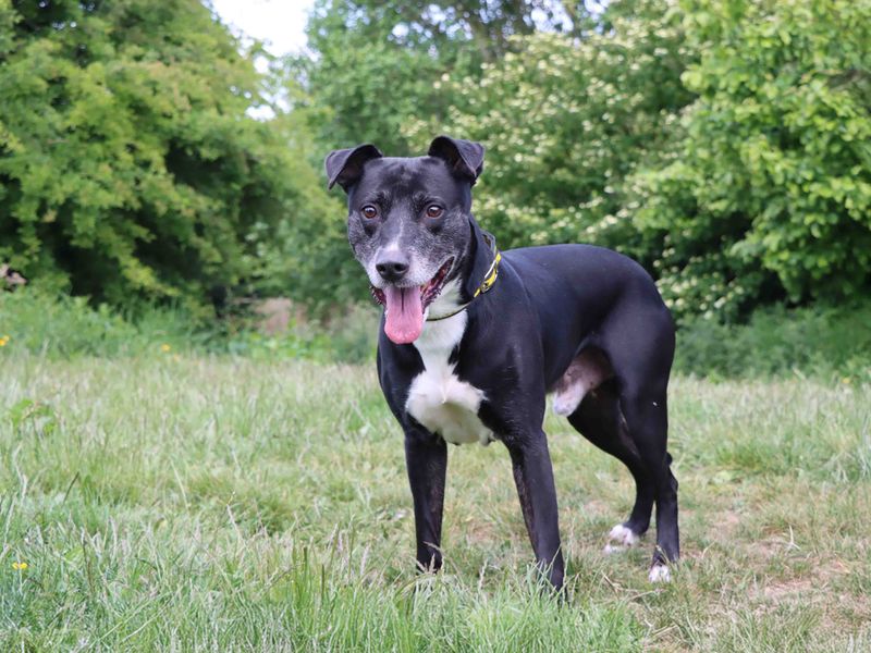 Tyson for sale in Sadberge, Co Durham