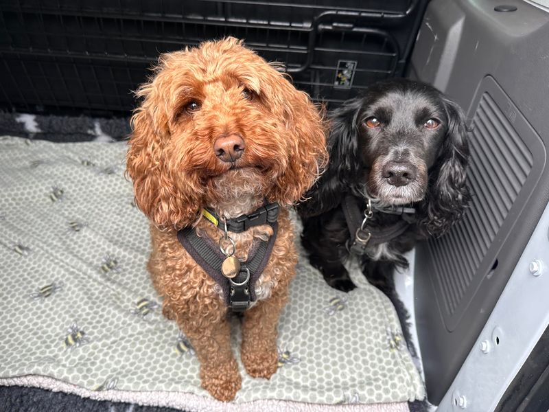 Mabel and Bessie for sale in Shoreham by Sea, West Sussex