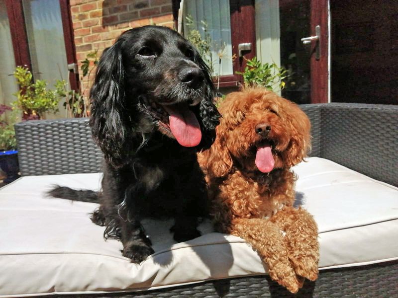 Mabel | Spaniel (Cocker) Cross | Shoreham (Sussex) - 1