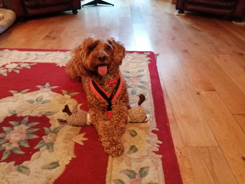 Mabel | Spaniel (Cocker) Cross | Shoreham (Sussex) - 1