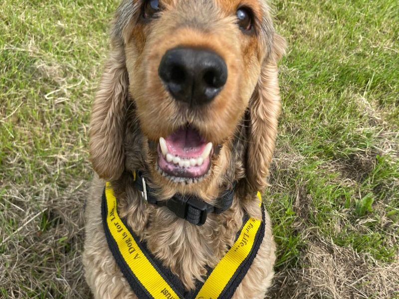 Cocker Spaniel for adoption in Mid Glamorgan, Wales – 7 years old - Image 2 of 2