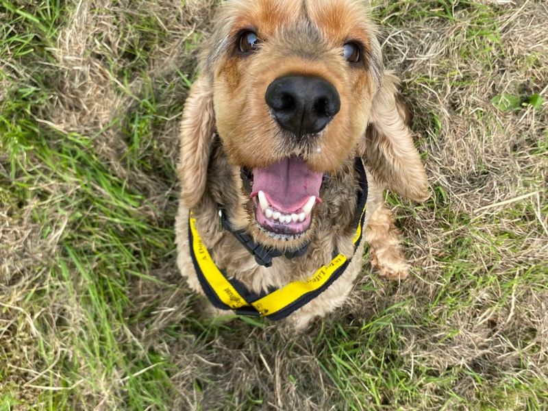Bailey for sale in Mid Glamorgan, Wales