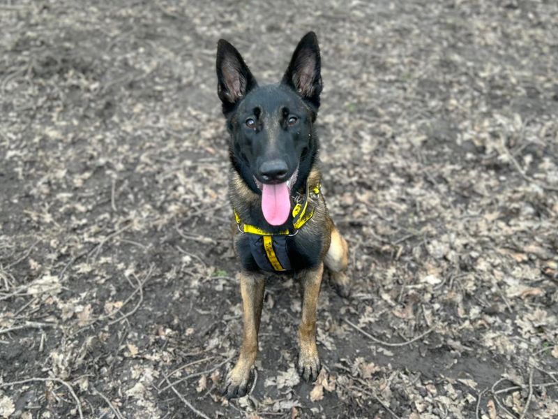 Nyx | Belgian Shepherd Dog (Malinois) | Canterbury - 1