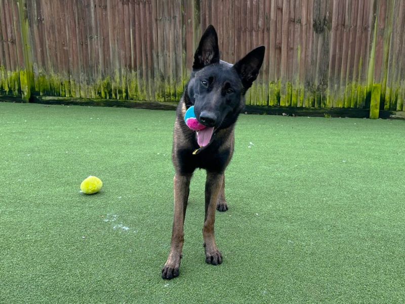 Nyx, a Unknown old female Unknown available for adoption from Dogs Trust in Canterbury, Kent