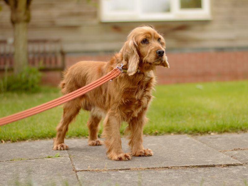 Annie for sale in Kenilworth, Warks