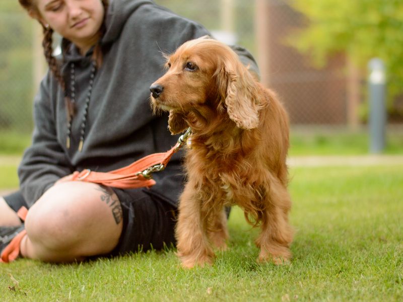 Cocker Spaniel for adoption in Kenilworth, Warks – 8 years old - Image 2 of 2
