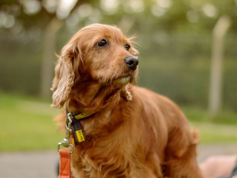 Mary | Spaniel (Cocker) | Kenilworth (West Midlands) - 1
