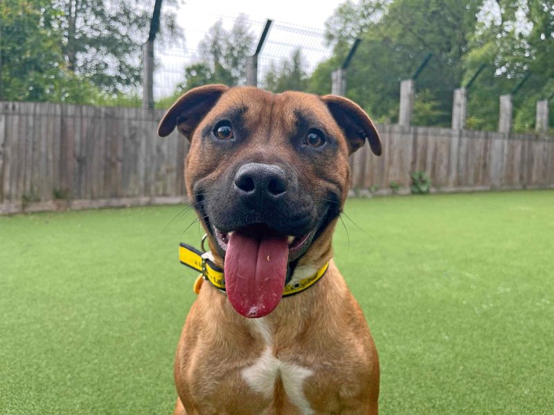 Staffordshire Bull Terrier for adoption in Glasgow, Scotland – 1 year old - Image 2 of 5