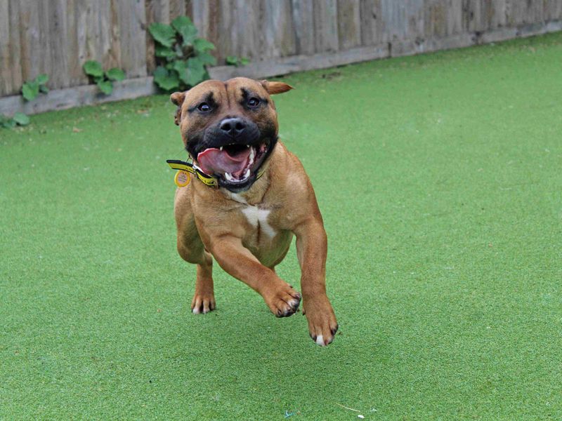 Staffordshire Bull Terrier for adoption in Glasgow, Scotland – 1 year old - Image 4 of 5