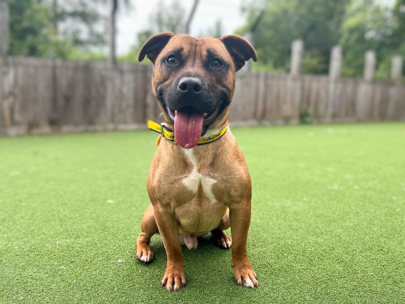 Staffordshire Bull Terrier for adoption in Glasgow, Scotland – 1 year old - Image 3 of 5