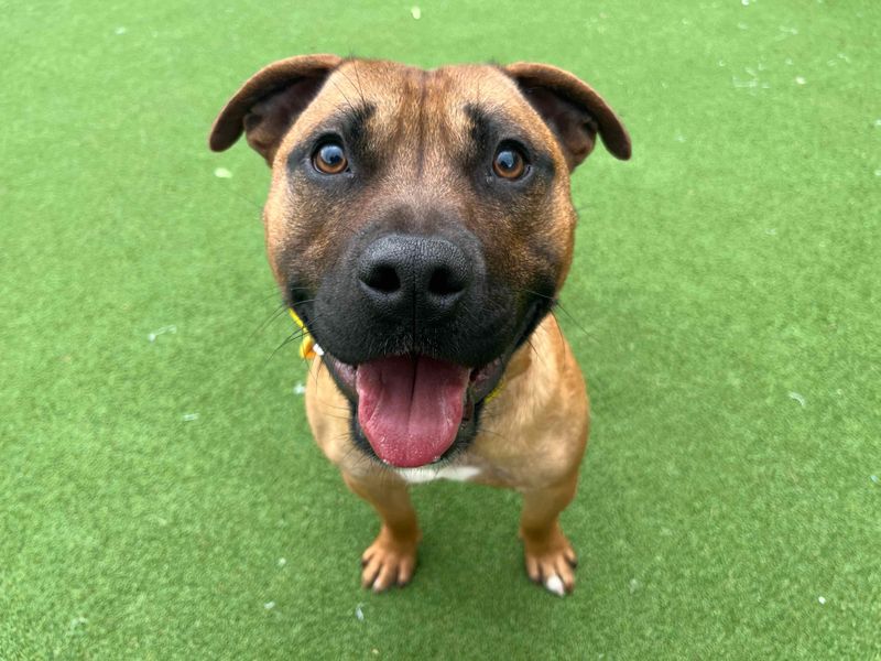 Staffordshire Bull Terrier for adoption in Glasgow, Scotland – 1 year old - Image 5 of 5