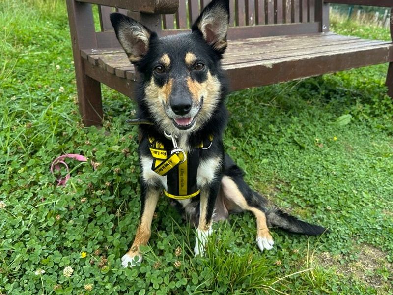 Border Collie for adoption in Ballymena, Co Antrim – 1 year old