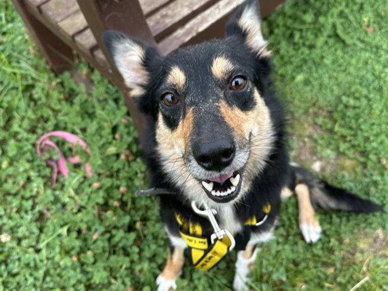 Border Collie for adoption in Ballymena, Co Antrim – 1 year old - Image 2 of 5
