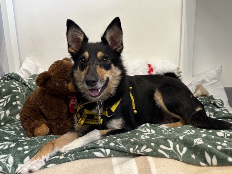 Border Collie for adoption in Ballymena, Co Antrim – 1 year old - Image 4 of 5