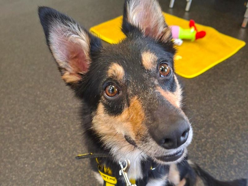 Farl | Collie (Border) Cross | Ballymena (Northern Ireland) - 1