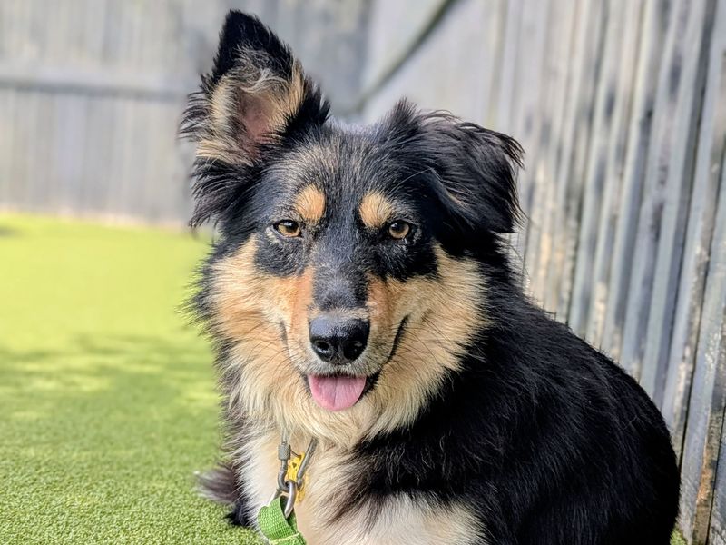 Border Collie for adoption in Shoreham by Sea, West Sussex – 3 years old - Image 3 of 3