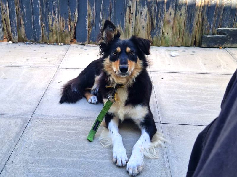 Border Collie for adoption in Shoreham by Sea, West Sussex – 3 years old