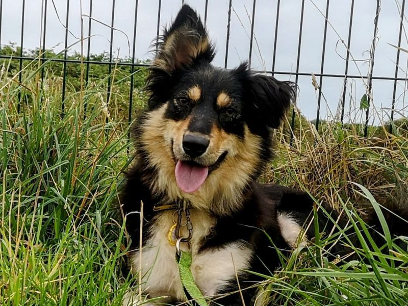 Border Collie for adoption in Shoreham by Sea, West Sussex – 3 years old - Image 2 of 3