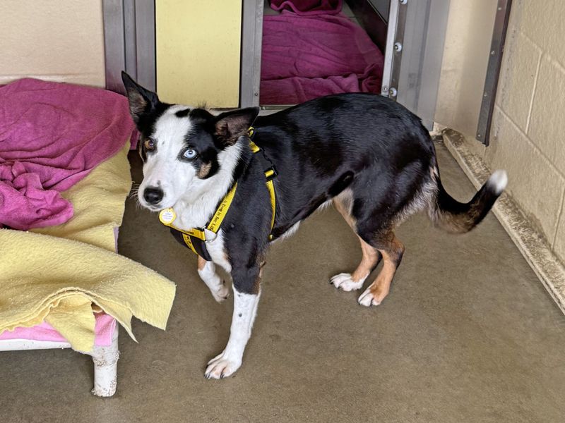 Teacake | Collie (Border) | Basildon (Essex) - 1
