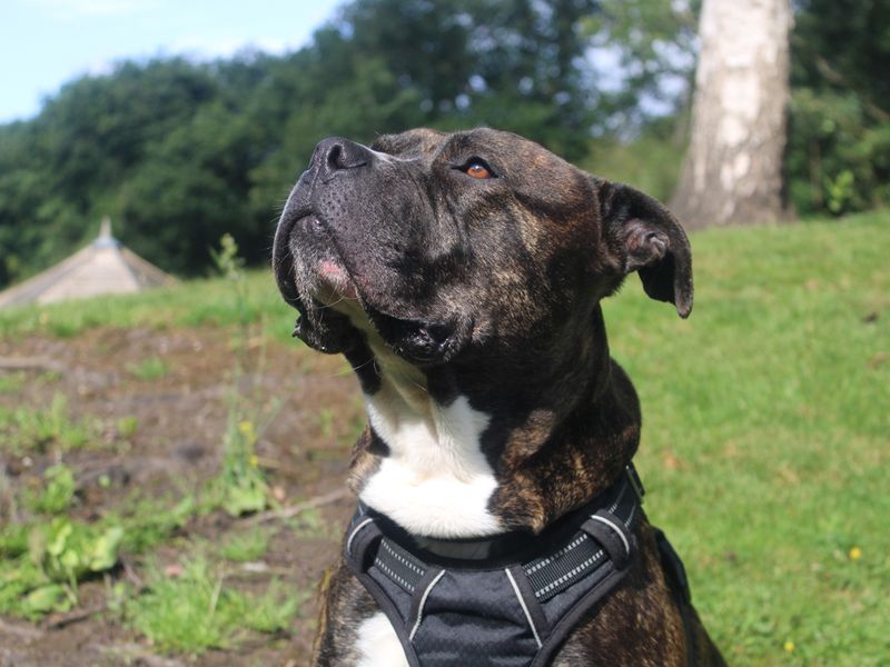 American Bulldog for adoption in Liverpool, Merseyside – 4 years old - Image 3 of 3