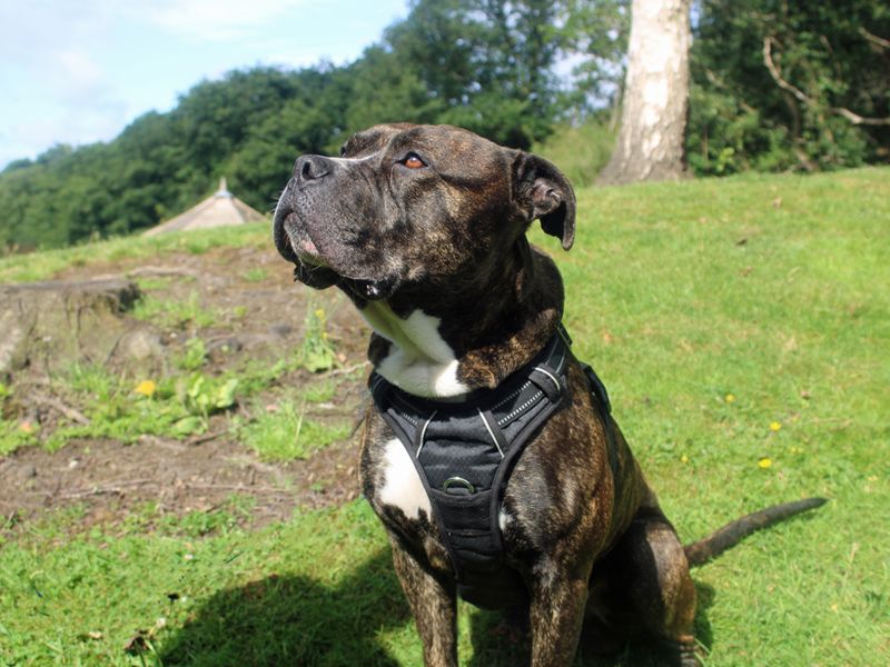 American Bulldog for adoption in Liverpool, Merseyside – 4 years old