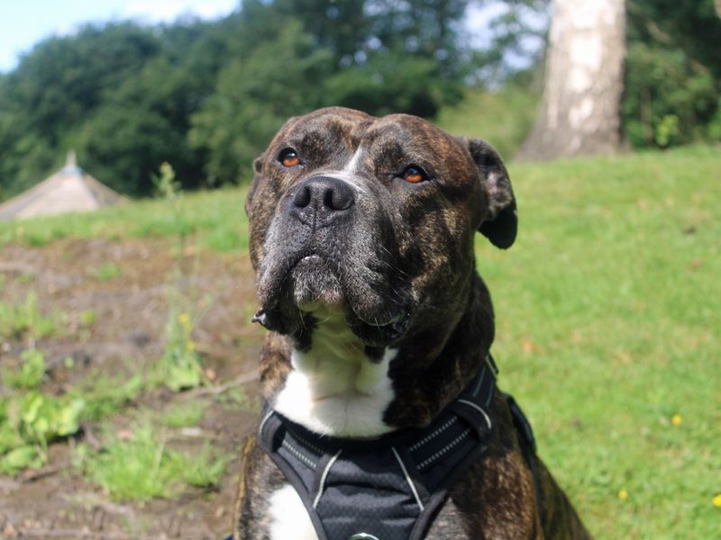 American Bulldog for adoption in Liverpool, Merseyside – 4 years old - Image 2 of 3