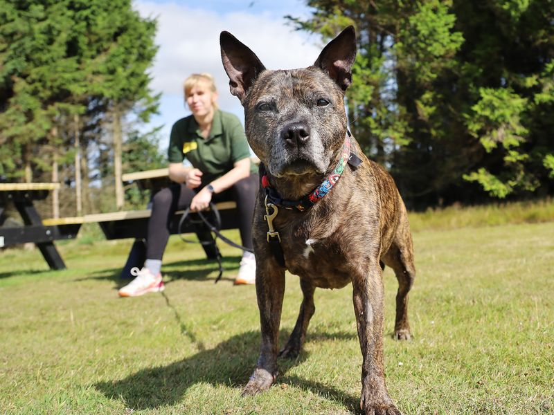 Staffordshire Bull Terrier for adoption in Leeds, Yorkshire – 13 years old