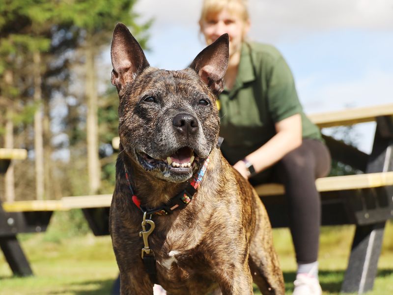 Staffordshire Bull Terrier for adoption in Leeds, Yorkshire – 13 years old - Image 5 of 5