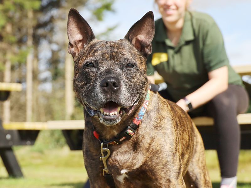 Staffordshire Bull Terrier for adoption in Leeds, Yorkshire – 13 years old - Image 2 of 5