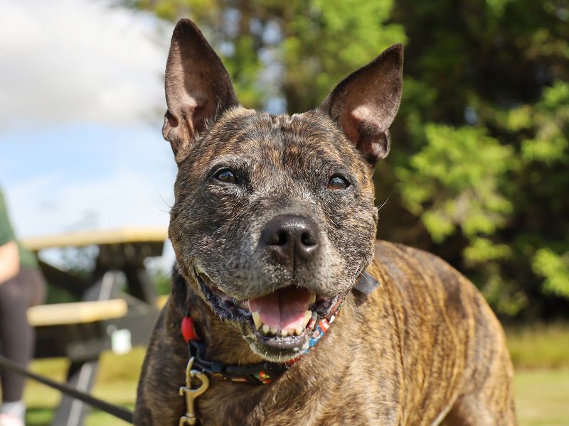 Staffordshire Bull Terrier for adoption in Leeds, Yorkshire – 13 years old - Image 4 of 5