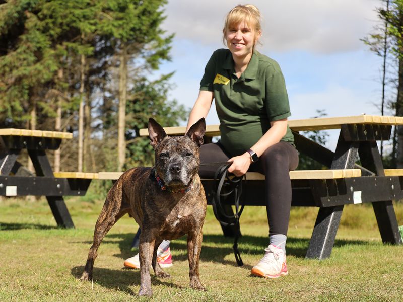 Staffordshire Bull Terrier for adoption in Leeds, Yorkshire – 13 years old - Image 3 of 5