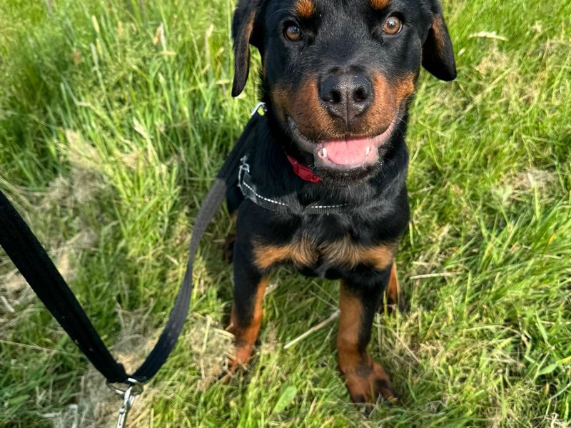 Valentino | Rottweiler | Harefield West London - 1