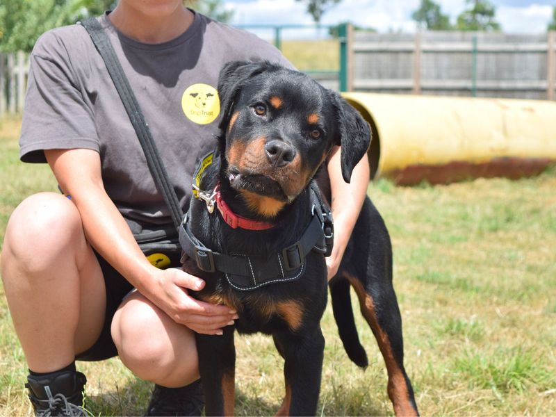 Rollo | Rottweiler | Harefield West London - 1