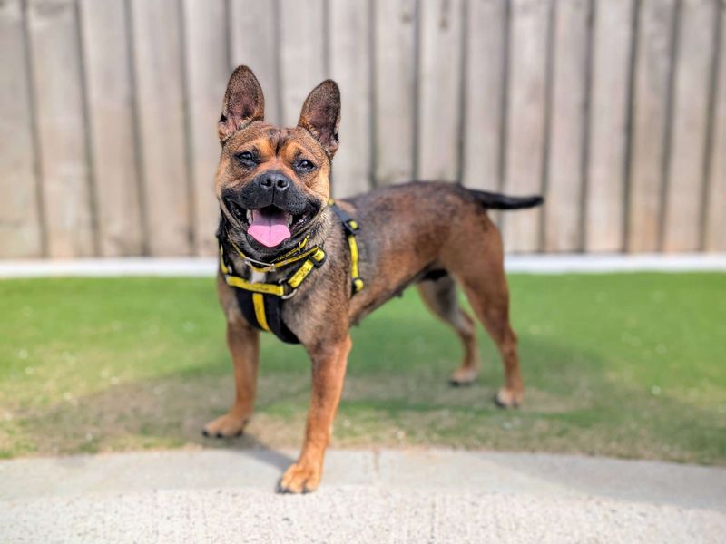 French Bulldog for adoption in Cardiff, Glamorgan – 1 year old - Image 9 of 10