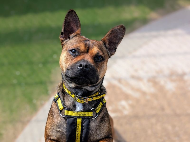 French Bulldog for adoption in Cardiff, Glamorgan – 1 year old - Image 6 of 10